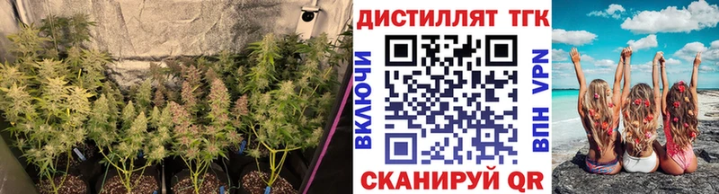 где можно купить наркотик  маркетплейс состав  ТГК THC oil  Шарья 